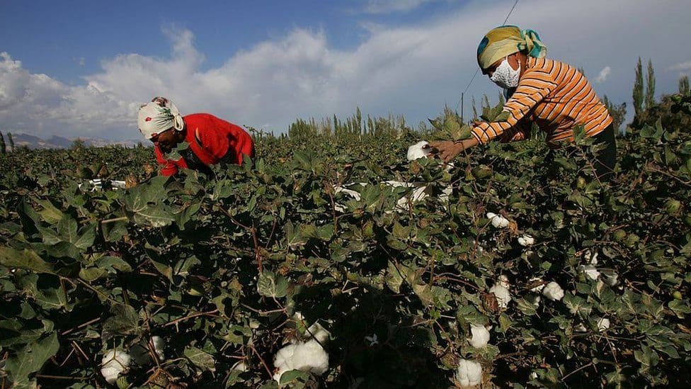 Fact Check: China is forcing hundreds of thousands of Uighurs and other minorities to pick cotton, according to new research seen by the BBC.