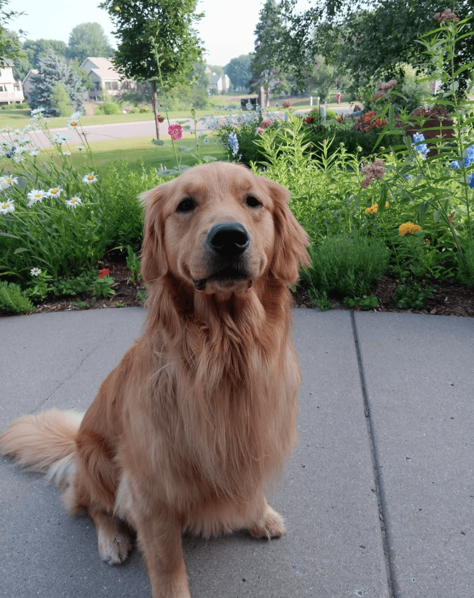 Fact Check: Gilbert was mortally wounded and had to be put down after the attack.