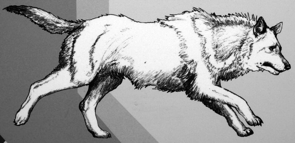 Fact Check: They brought back dire wolves