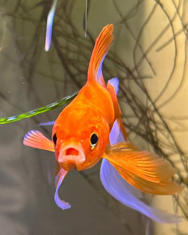 Fact Check: Goldfish have a 3-second memory
