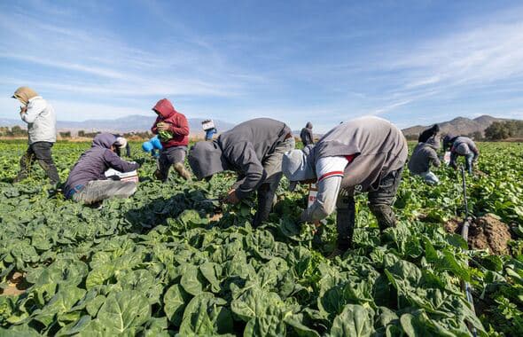 Fact Check: Farm workers fear deportation more than ever amid ICE raids.
