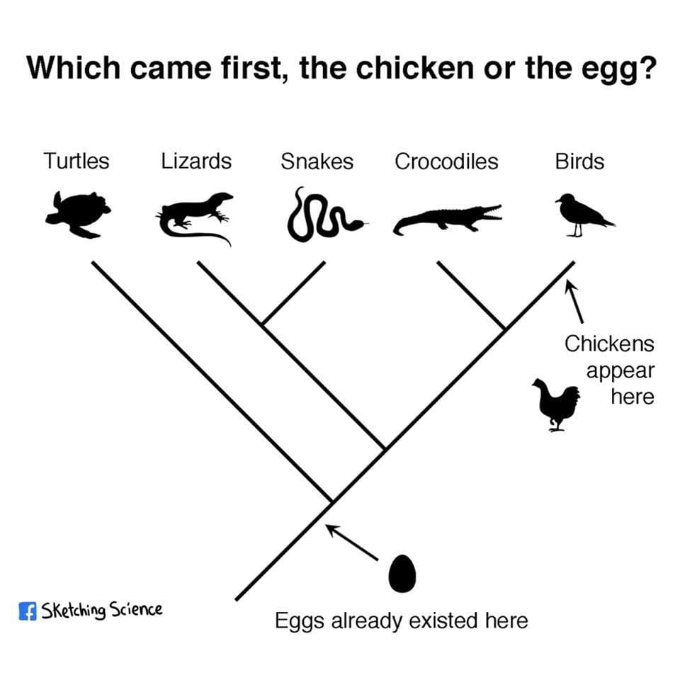 Fact Check: The egg came before the chicken