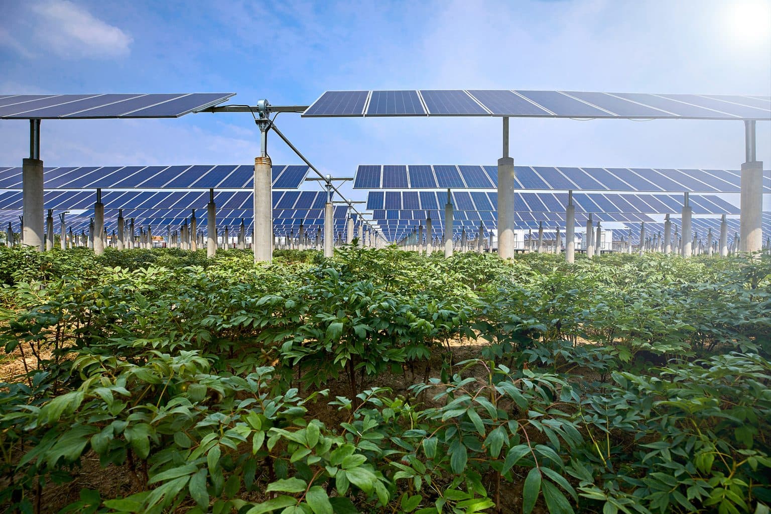 Fact Check: 3,000 agricultural associations to benefit from solar energy systems.