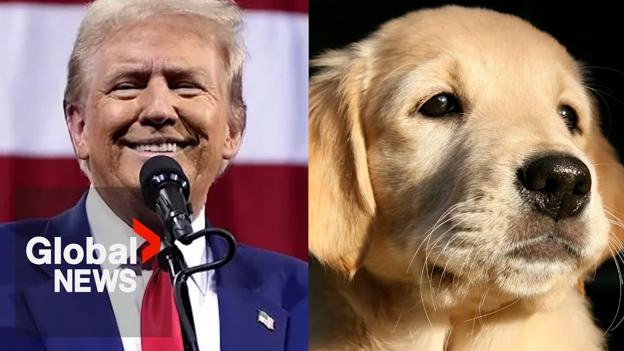 Fact Check: They are eating the dogs!