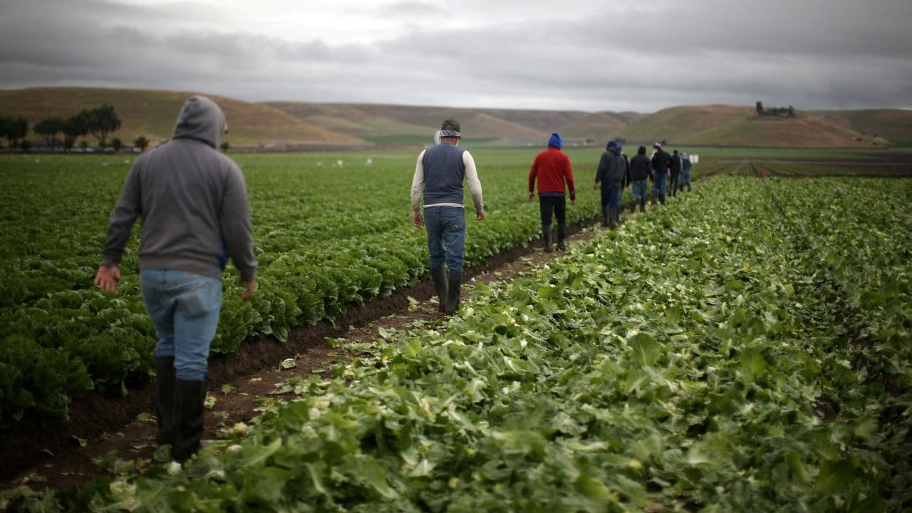 Fact Check: Construction sites and farms suffering due to deportations.