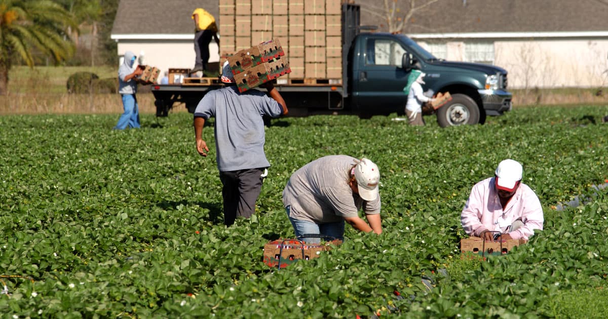 Fact Check: Fear of deportation has left farms nearly empty during peak harvesting season.