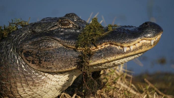 Fact Check: Hundreds protest against Alligator Alcatraz in Florida Everglades.