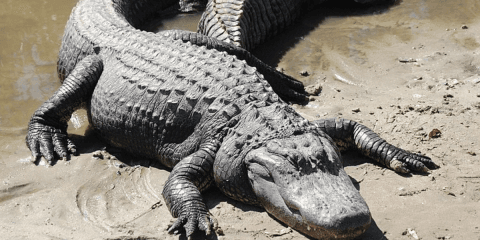 Fact Check: DeSantis claims alligators make Alligator Alcatraz escape-proof.