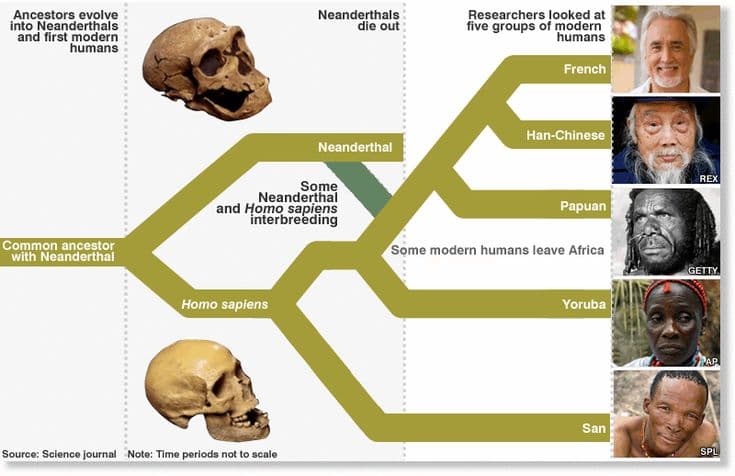 Fact Check: Indians possess the highest Neanderthal DNA variation among non-Africans.
