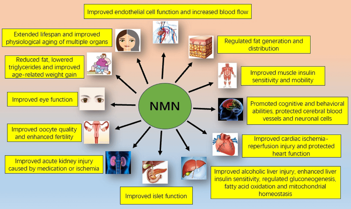 Fact Check: Is NMN good for you?