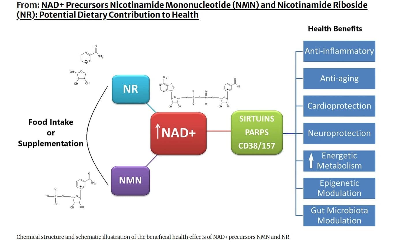 Fact Check: Is NMN the same as NAD?