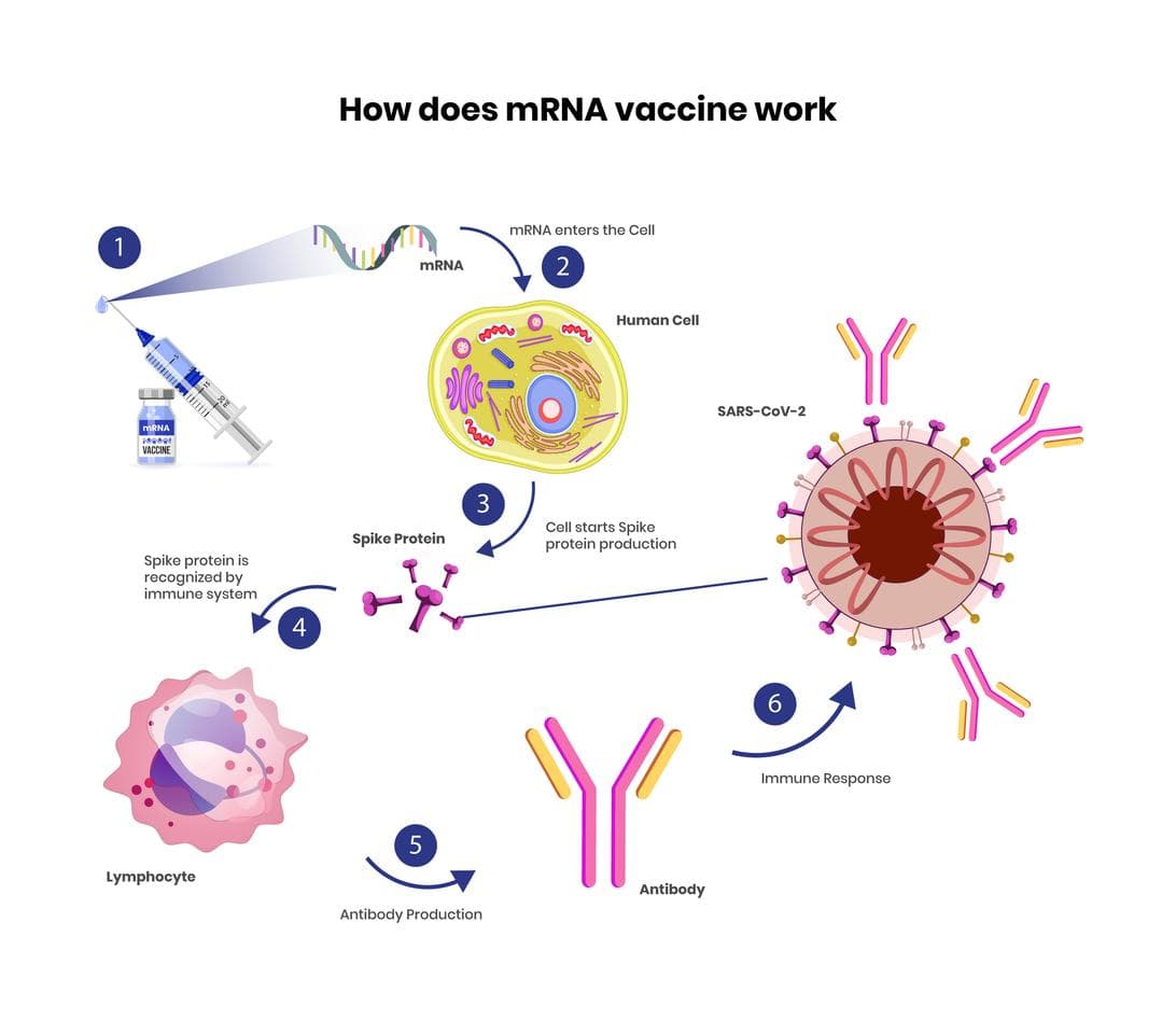 Fact Check: mRNA vaccines cause long term damage 