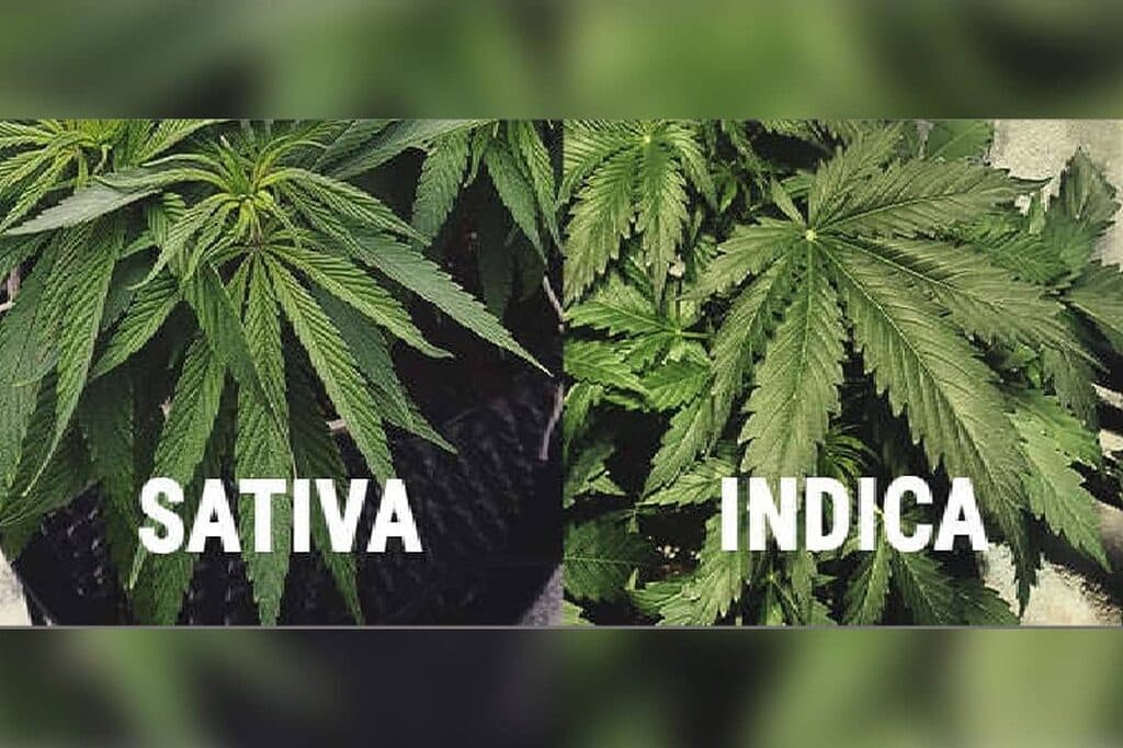 Fact Check: Is OG Kush sativa or indica?