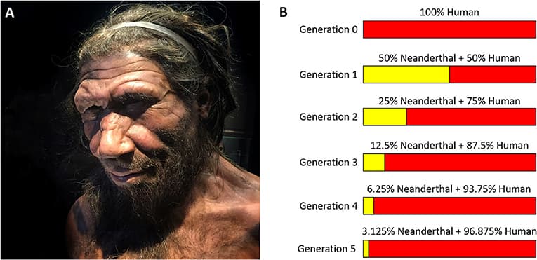 Fact Check: India has the highest Neanderthal DNA variation among non-Africans.