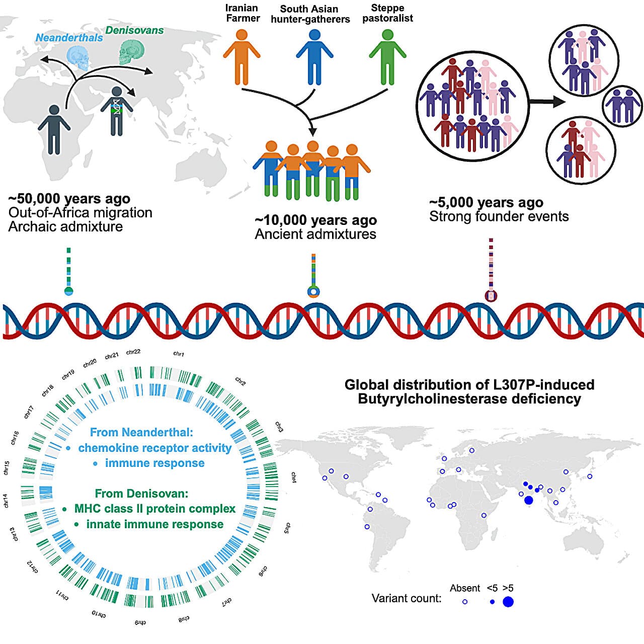 Fact Check: India's genetic diversity includes 5,000 ethno-linguistic groups.