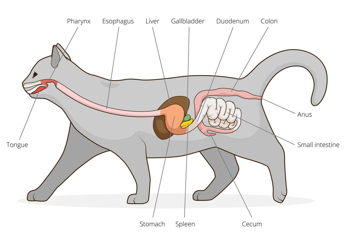 Fact Check: Cats are obligate carnivores 