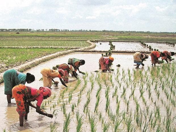 Fact Check: Farmers could lose $150,000 if they can't harvest crops.