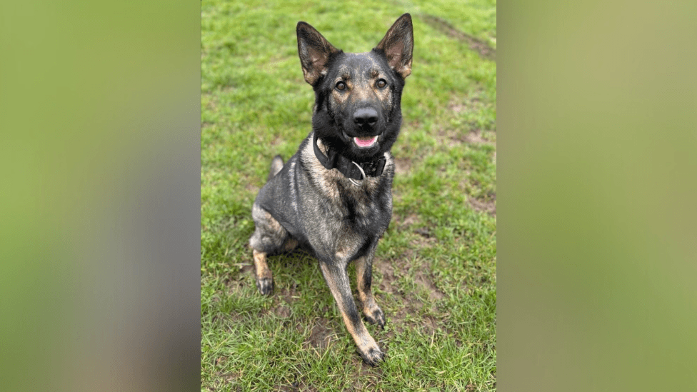 Fact Check: The Hortmans' dog received tributes after being shot in the attack.