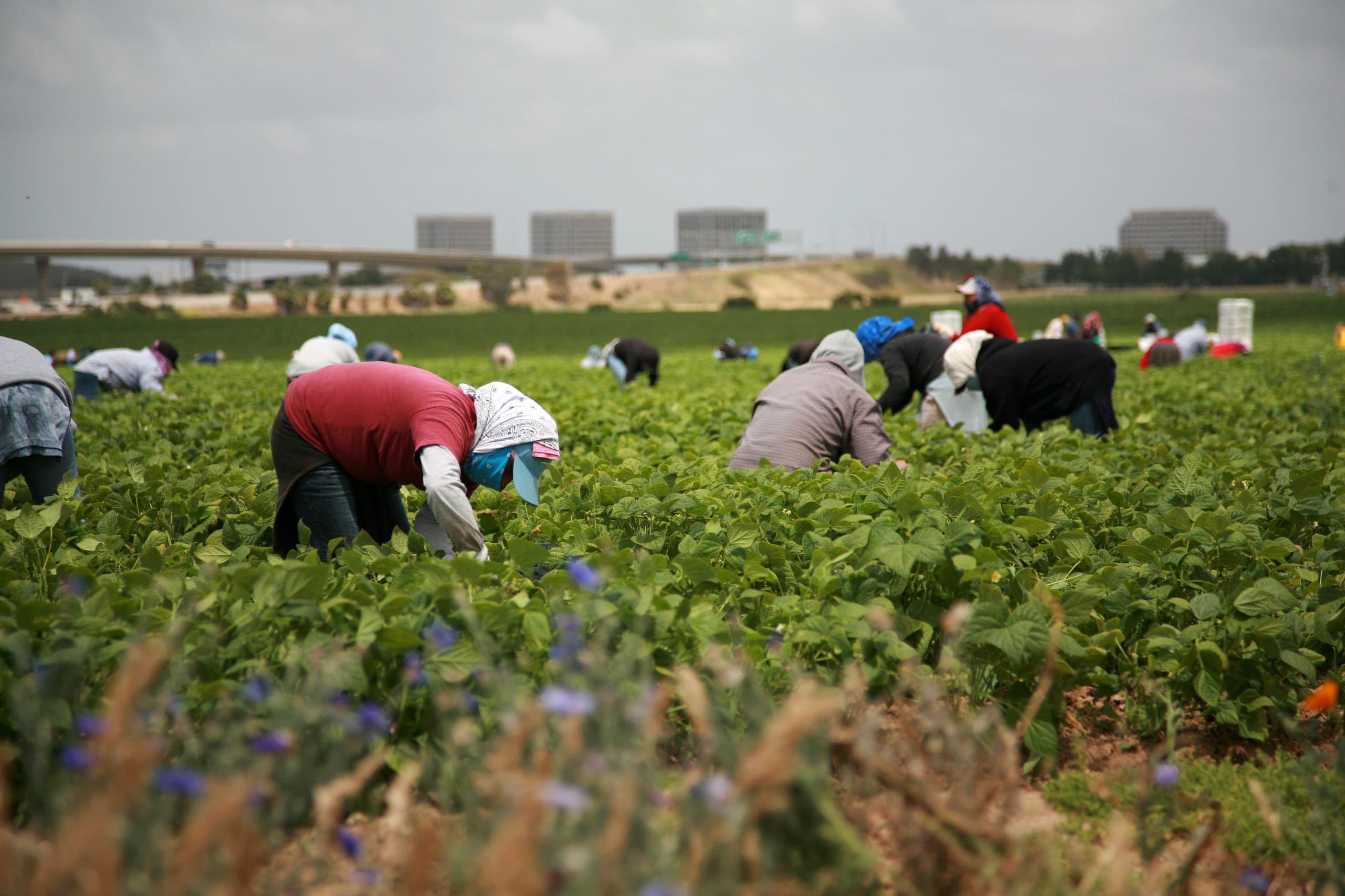Fact Check: 42% of farm workers are undocumented, fueling agricultural chaos.