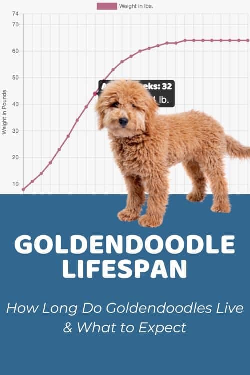 Fact Check: Goldendoodle live to 28