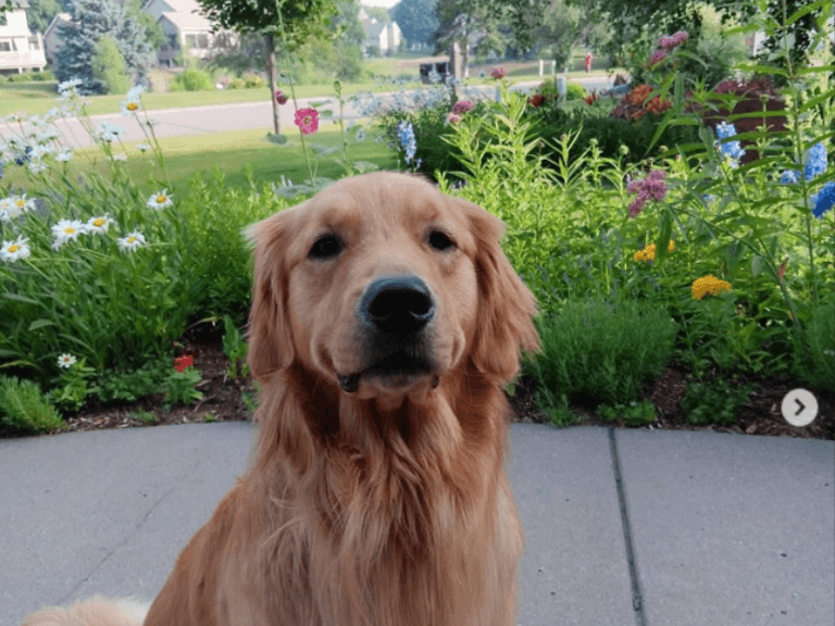 Fact Check: Hundreds paid respects to slain lawmaker Melissa Hortman and her dog Gilbert.