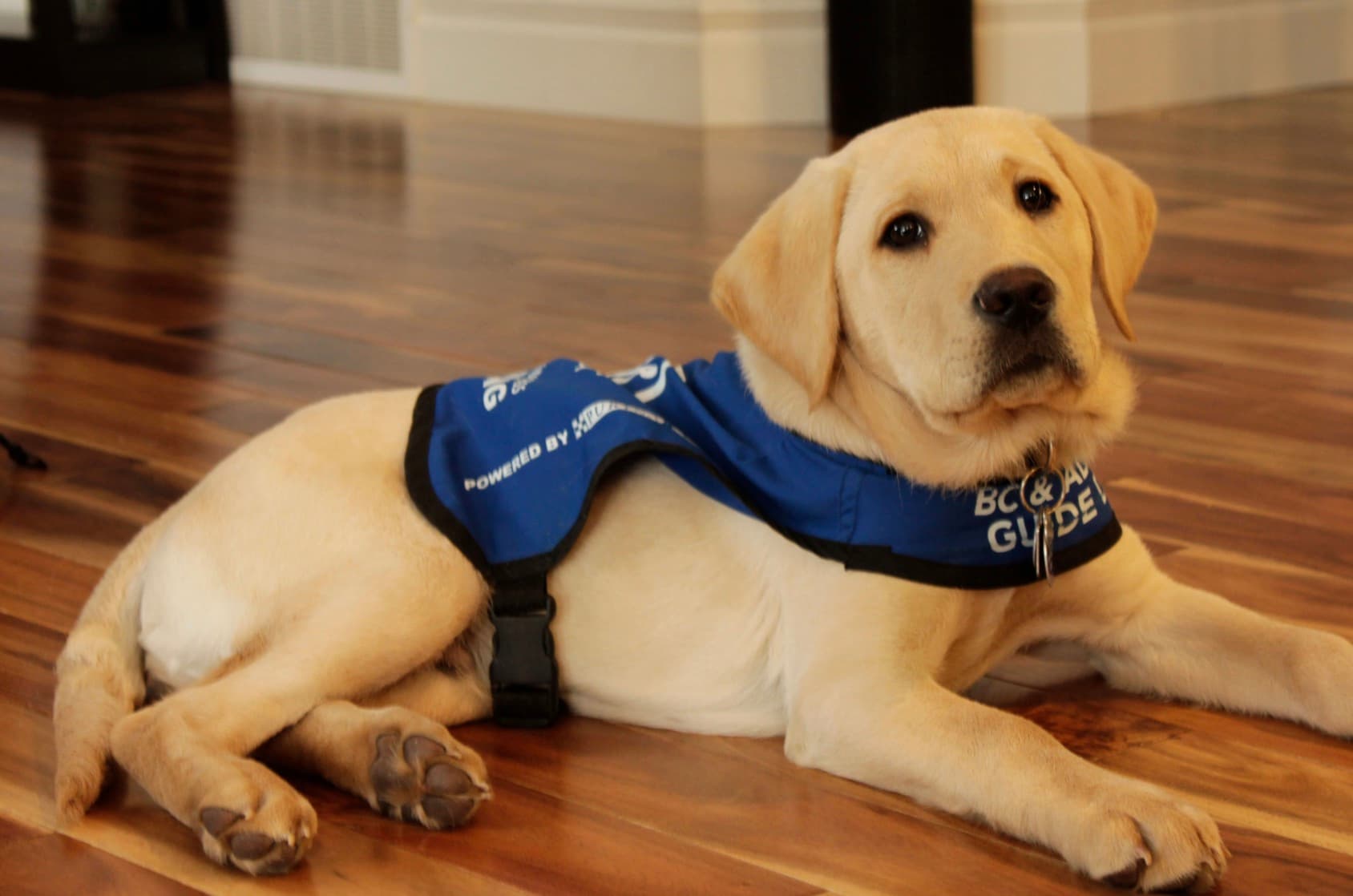 Fact Check: Gilbert was deemed too friendly to be a service dog.