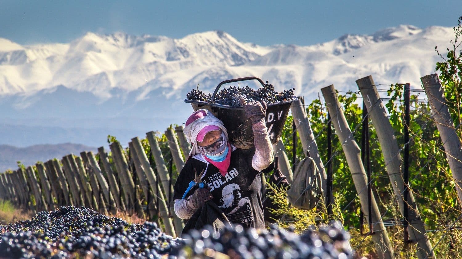 Fact Check: Canada's top buyer of American wines sees imports drop to just 4%!