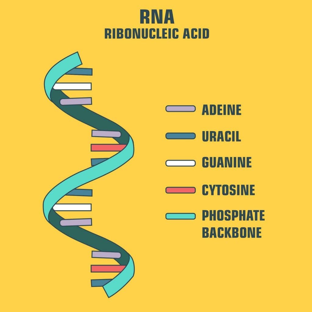 Fact Check: Is RNA a molecule?