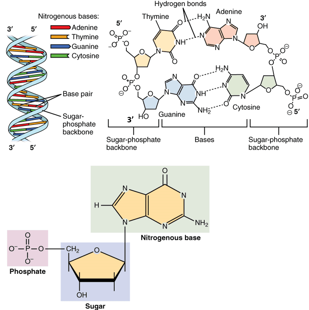 Fact Check: Is RNA a nucleic acid?