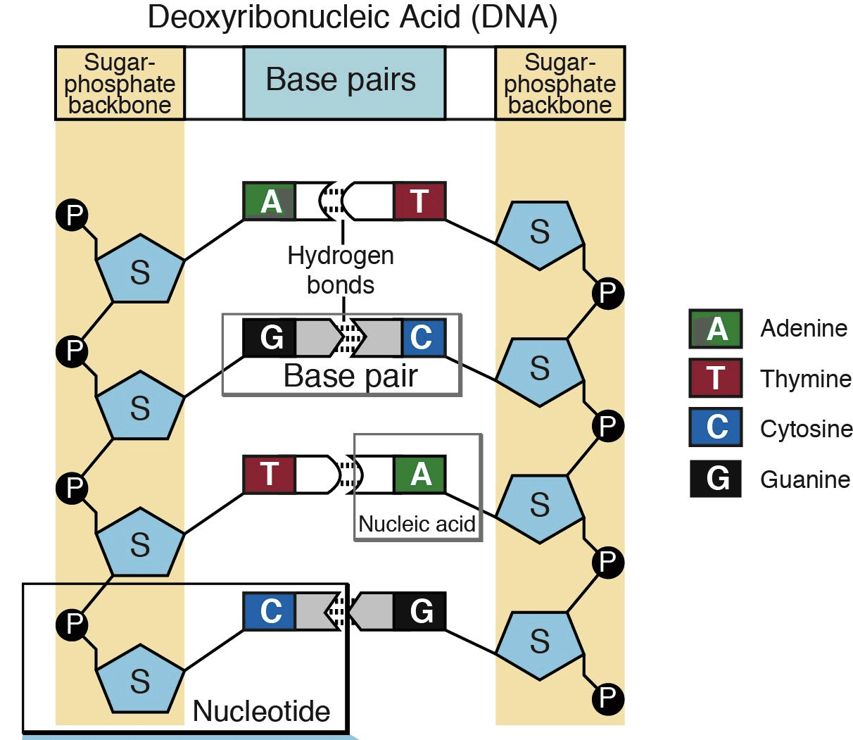 Fact Check: Is RNA a nucleotide?