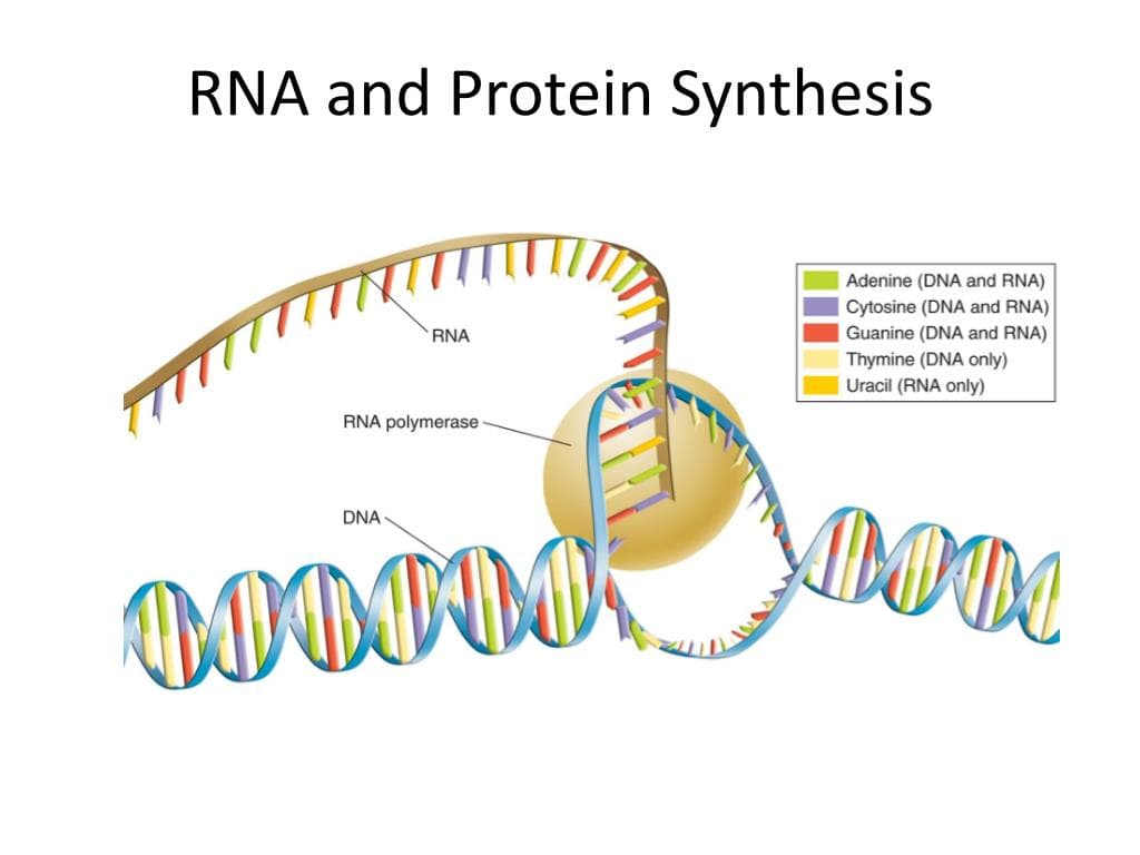 Fact Check: Is RNA a protein?