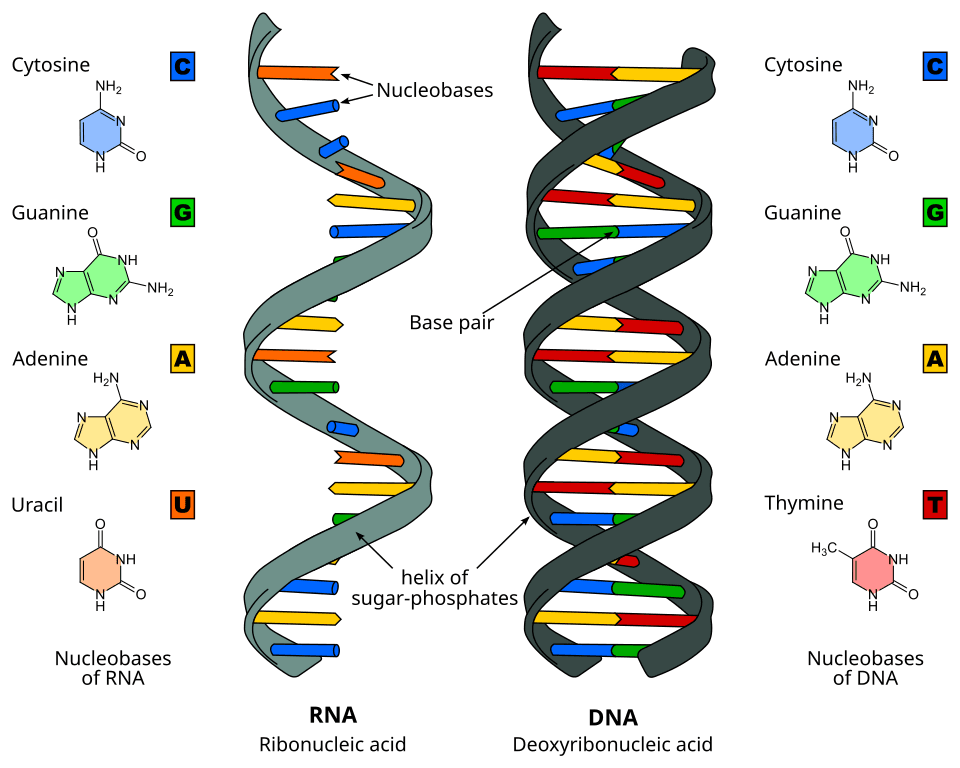 Fact Check: Is RNA double or single stranded?