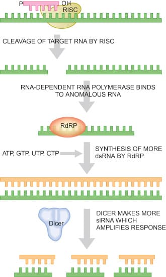 Fact Check: Is RNA double stranded?