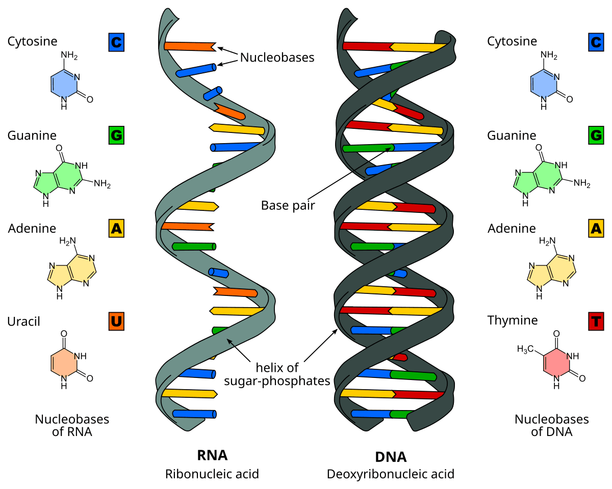 Fact Check: Is RNA made of nucleotides?
