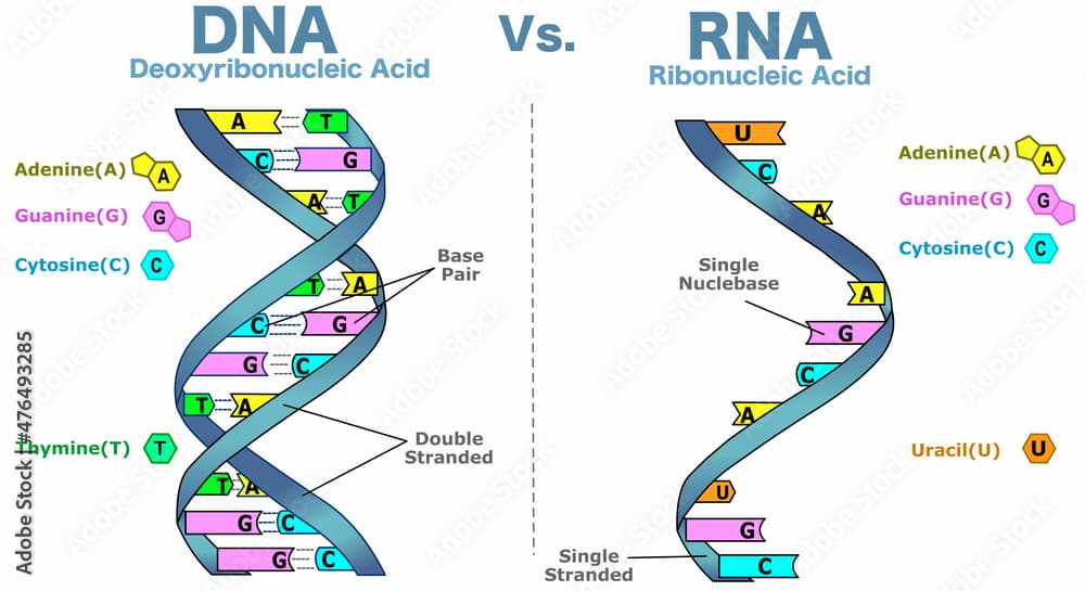 Fact Check: Is RNA single stranded?