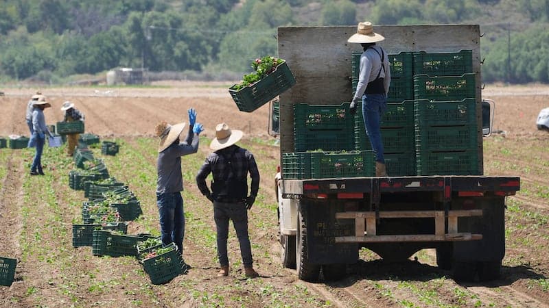 Fact Check: ICE paused worksite arrests in agriculture, then reopened them days later.