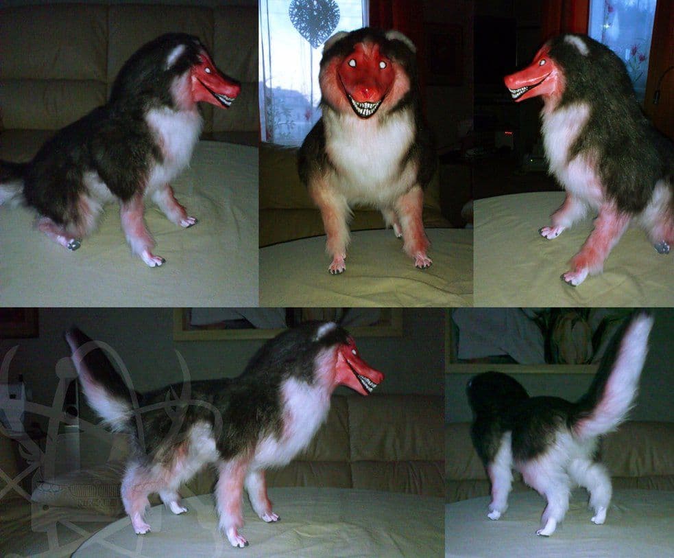 Fact Check: Is Smile Dog real?