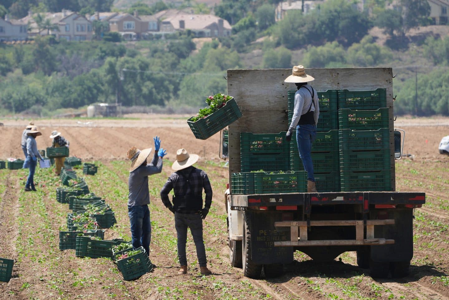 Fact Check: Trump's immigration policy threatens to remove 'good' workers from farms.
