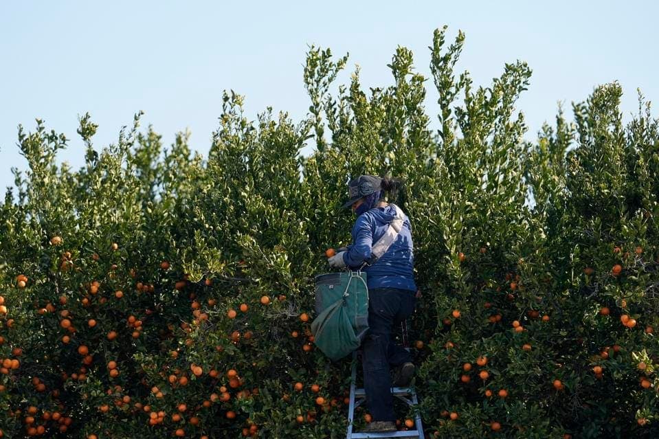 Fact Check: Trump's immigration policy threatens farmers' livelihoods.