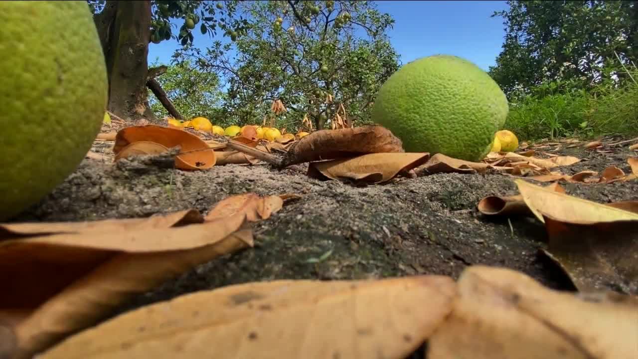 Fact Check: The Florida citrus industry -- specifically oranges. There is a fungus that is spreading and infecting groves across the state.