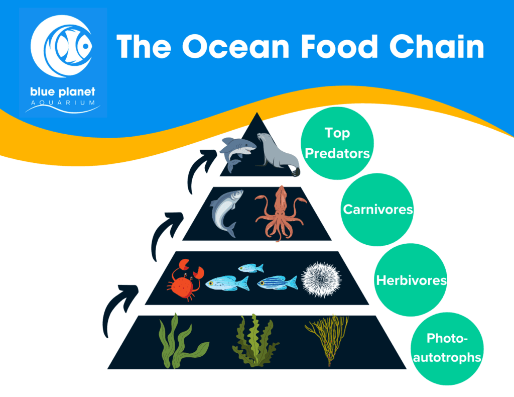Fact Check: The food chain. I’m still amazed no one is talking about the fact that insect biomass has declined by ∼47% and abundance declined by ∼61.5% over the last 35  years. In some areas it’s measured 75% decline in a single generation.