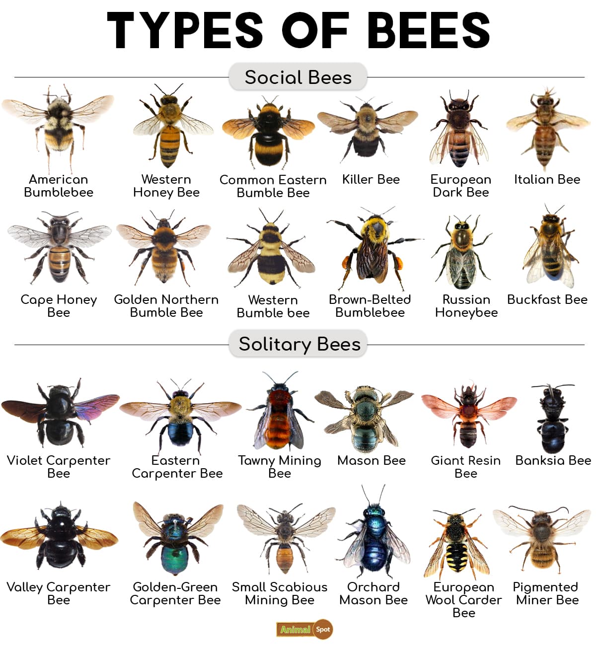 Fact Check: Bees.

We are losing bees at an alarming rate.

As far as important species go, they are top of the list. They are critical pollinators: they pollinate 70 of the around 100 crop species that feed 90% of the world. Honey bees are responsible for $30 billion a year in crops.