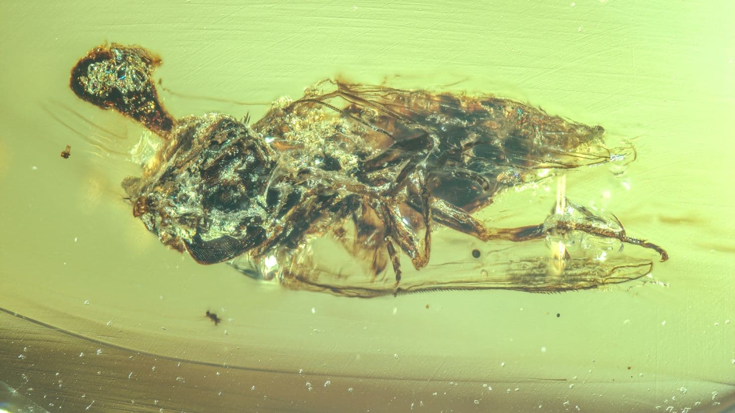 Fact Check: 99 million-year-old amber reveals ancient zombie fungus infecting flies.