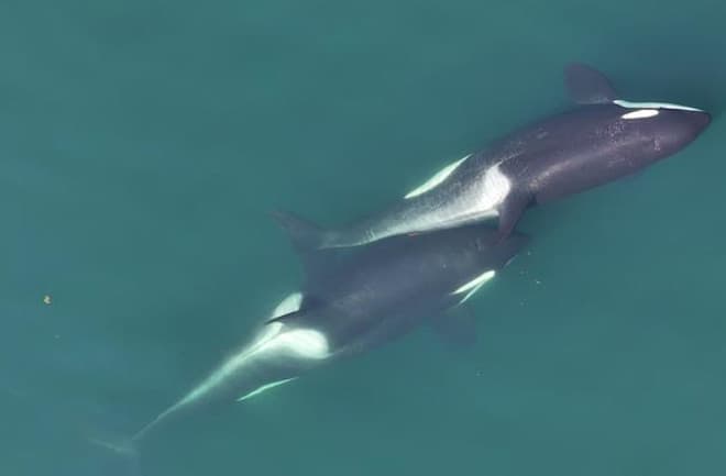 Fact Check: Orcas use bull kelp as grooming tools for the first time ever.