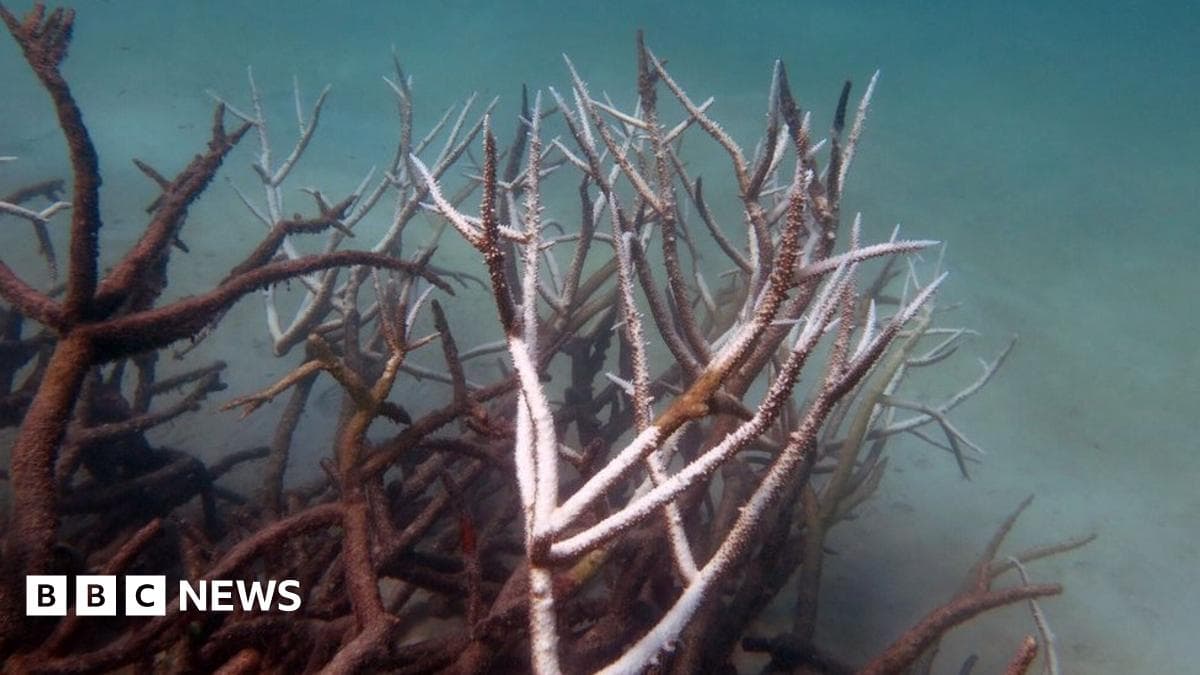 Fact Check: Super corals could save Australia's Great Barrier Reef from extinction.