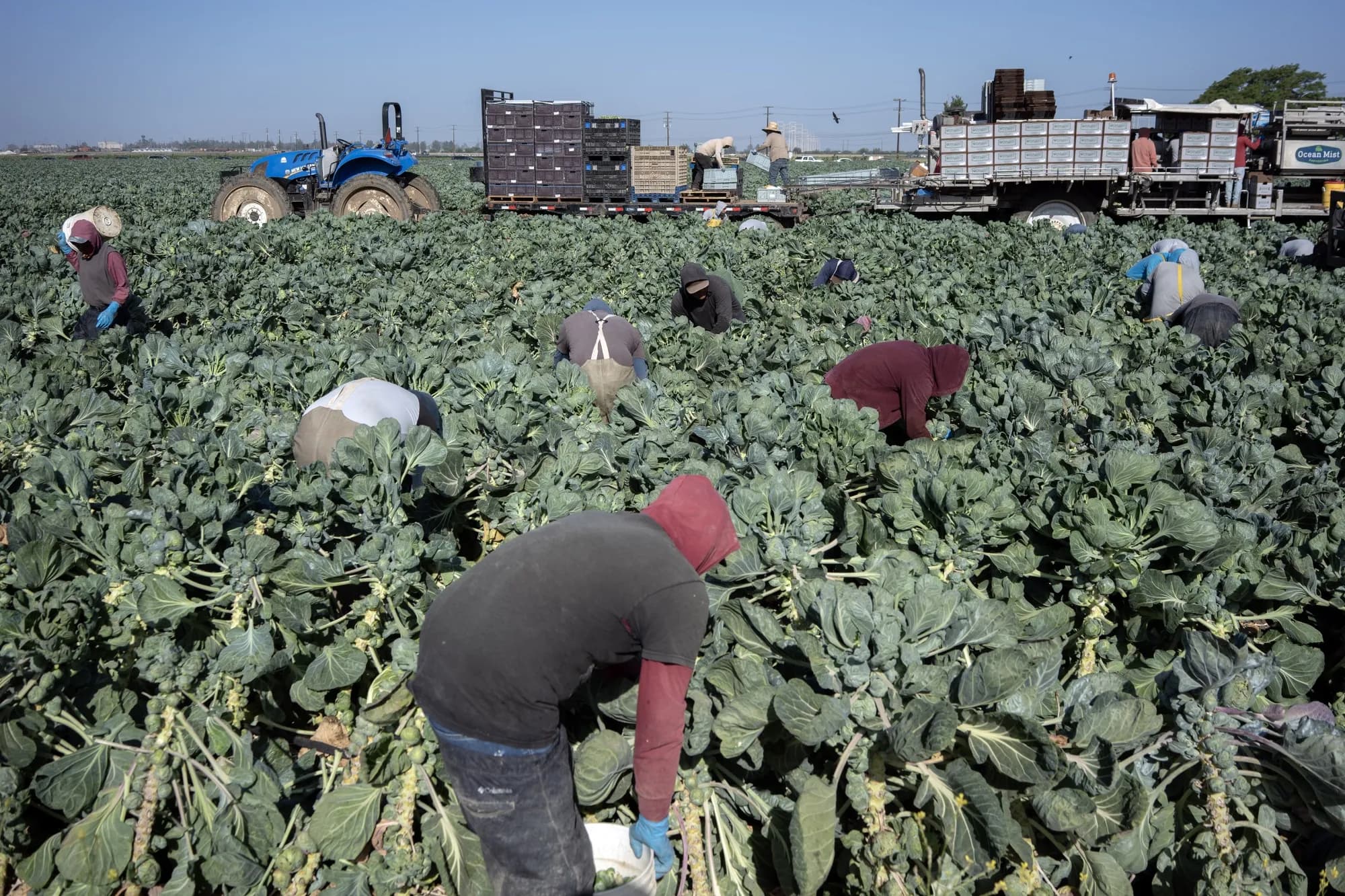 Fact Check: Farmers face destruction from ICE raids targeting long-term workers.