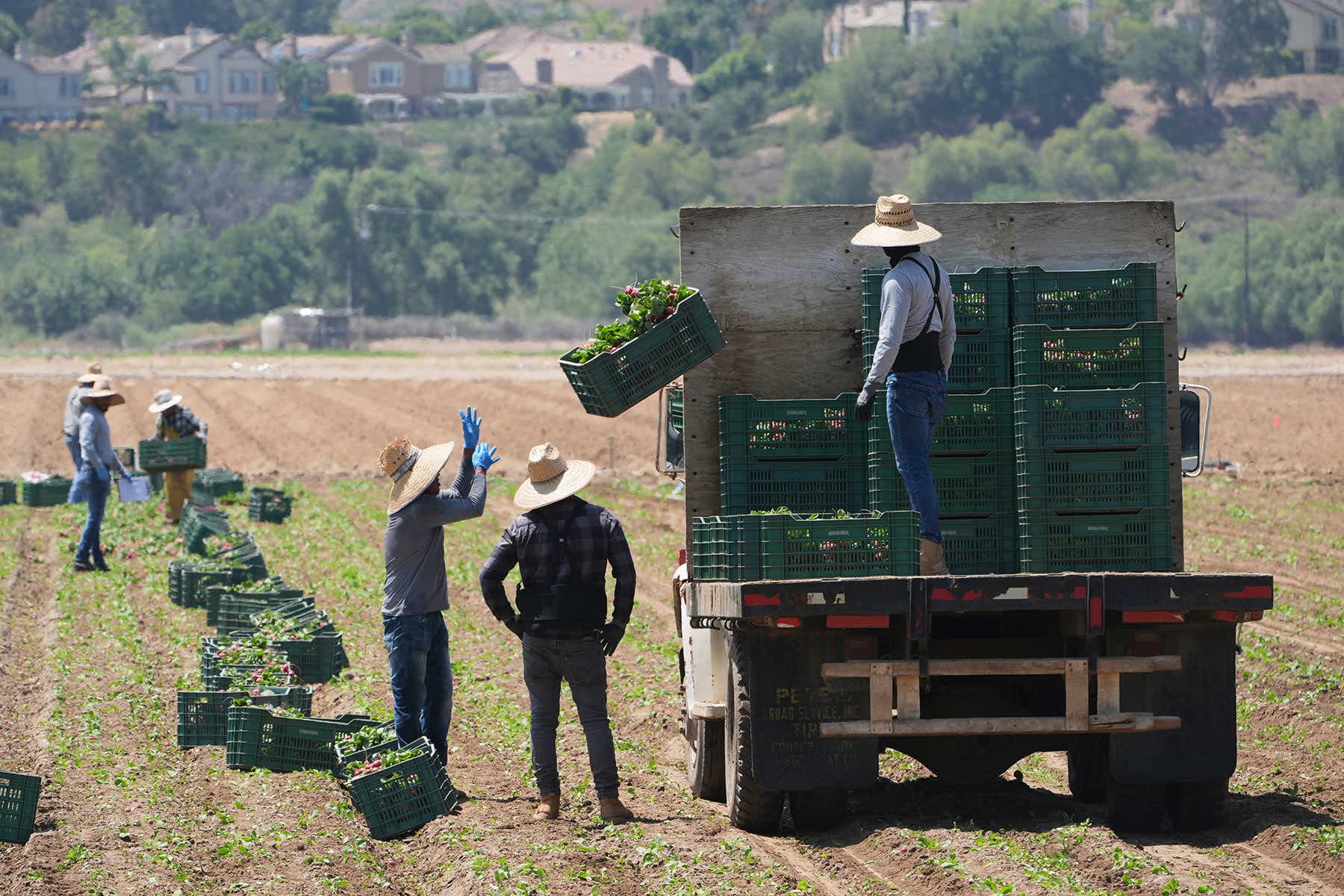 Fact Check: ICE paused worksite arrests in agriculture, then quickly reversed the decision.
