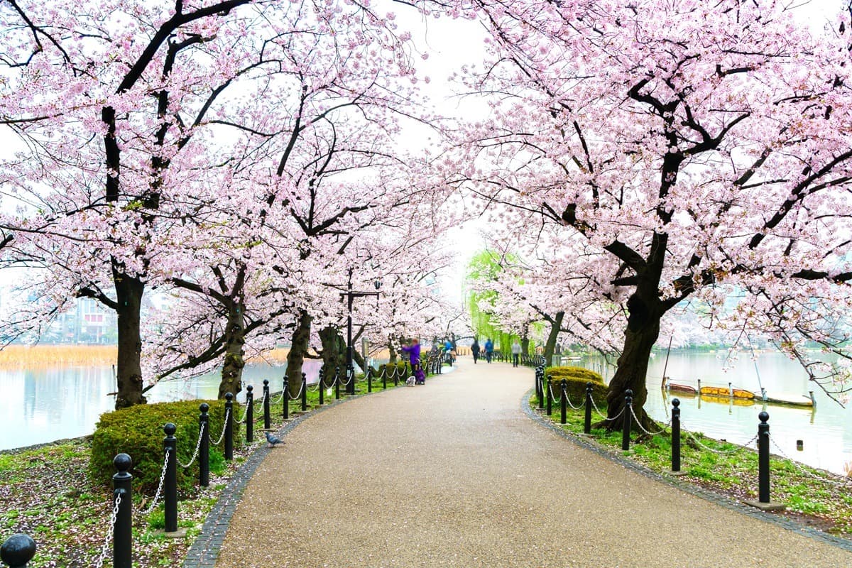 Fact Check: Is Ueno Park worth visiting?