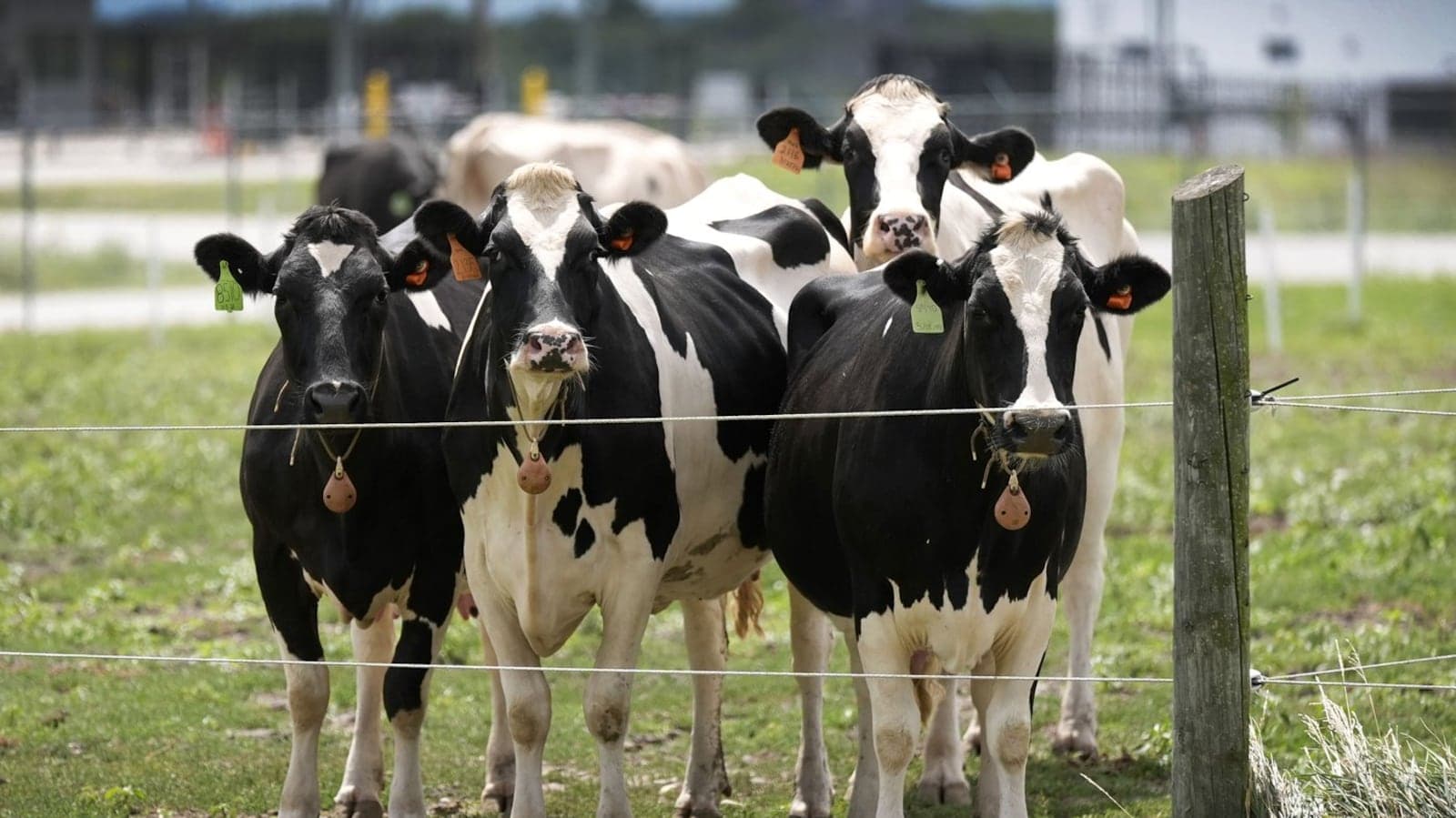 Fact Check: Canada's supply management system for dairy will remain despite trade promises!