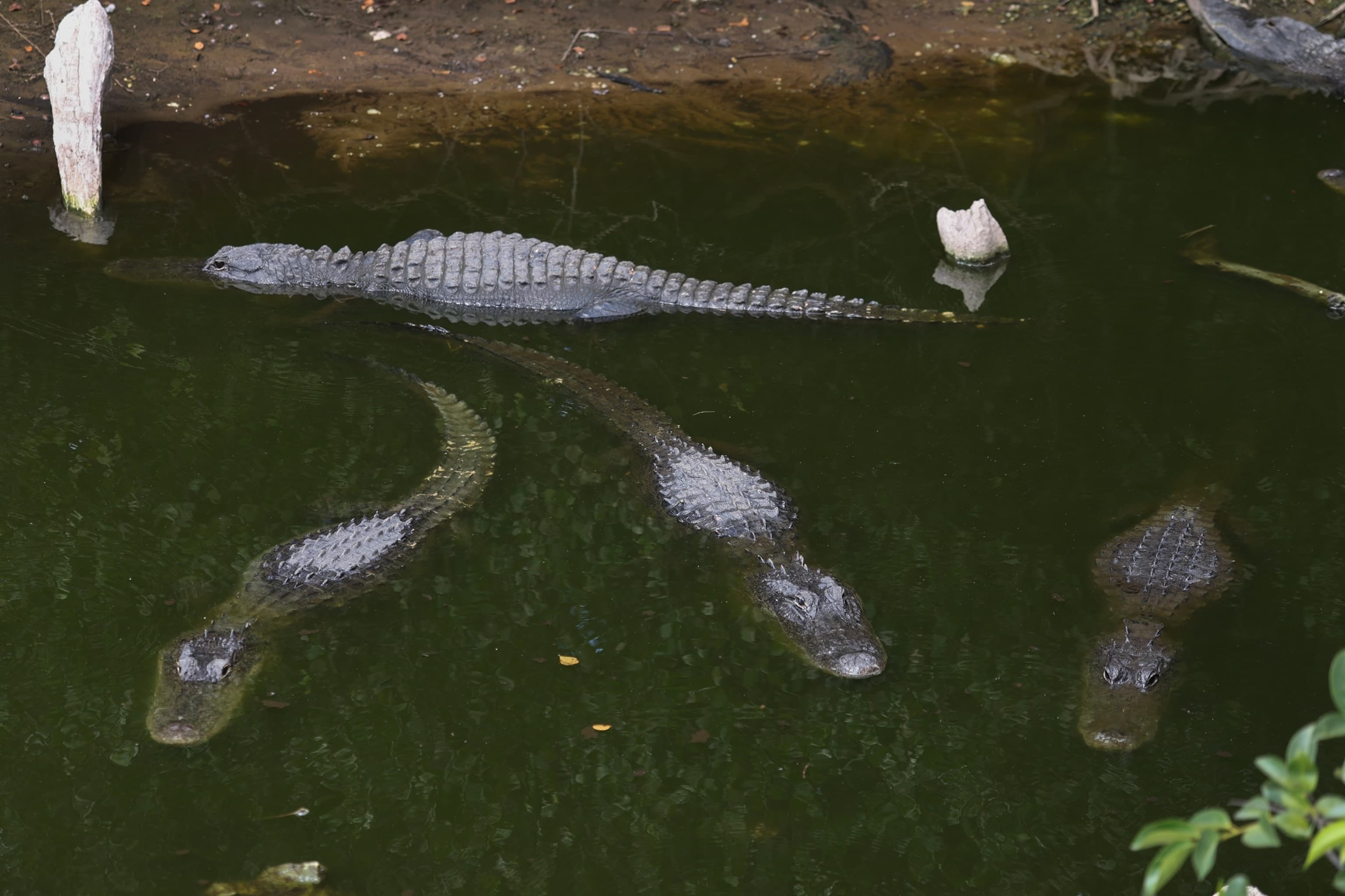Fact Check: DeSantis claims alligators make Alligator Alcatraz a secure detention site.